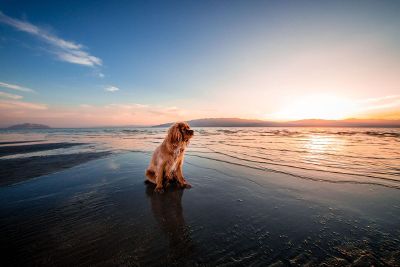 the dog stand alone in beach