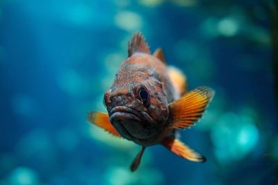 curious marine fish