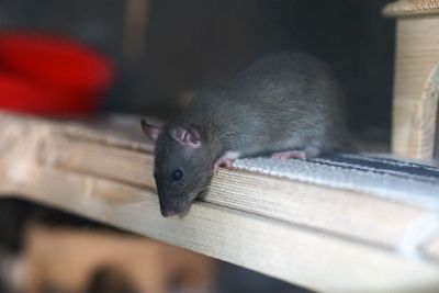 rat on a shelf