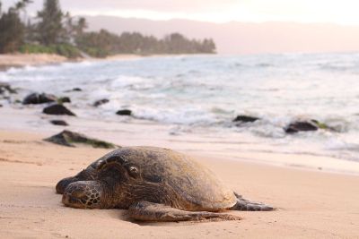 turtle stranded on beach