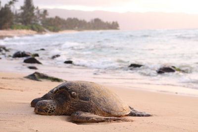 turtle stranded on beach
