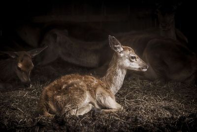 baby deer laying down