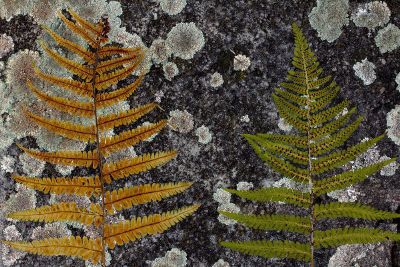 ferns on rock