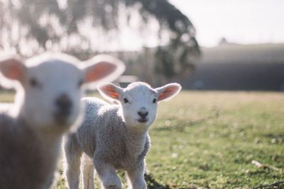 two little lambs