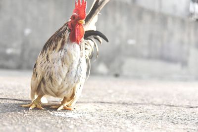 cockerel with red beard and white plummage