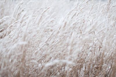 winter wheat field