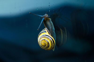 yellow snail