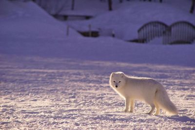 small animal in the snow