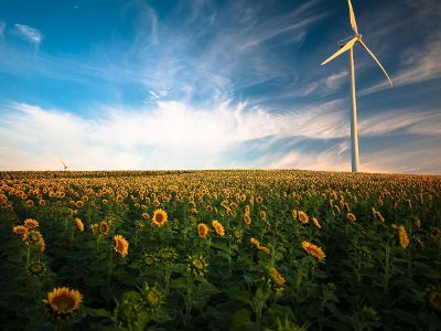 solar windmill in sunflower patch