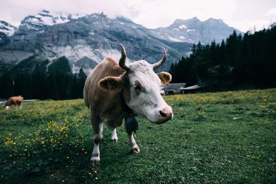 cows in mountain meadows