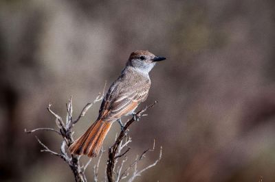 bird on a brench