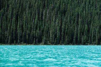 trees next to lake