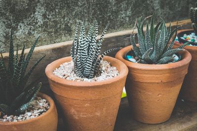 plants in pots