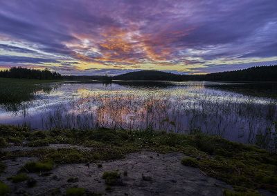 wetland at dusk