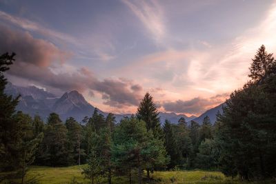 forest with mountains