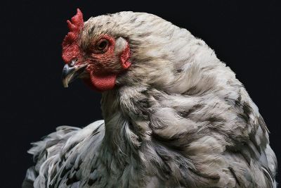 silver and greyish black hen with comb