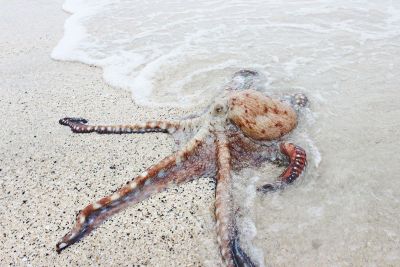 octopus on beach