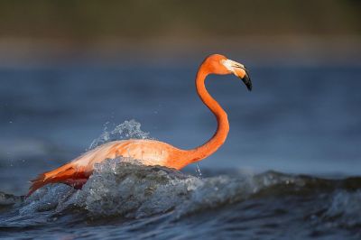 large bird in water
