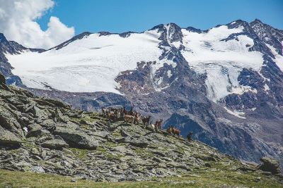 goats on mountain
