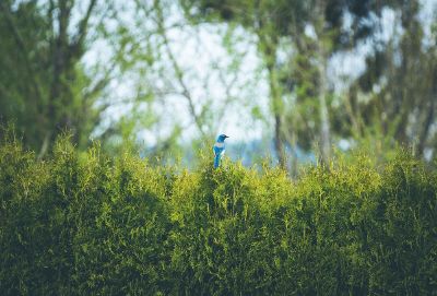 bird sitting on the top of the plant