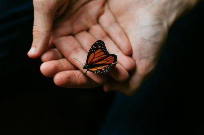 butterfly in hands