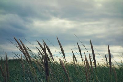 field in country