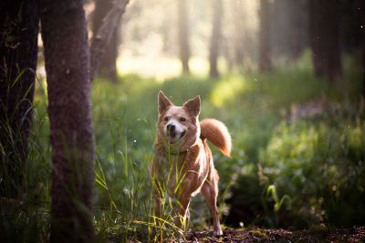 dog running in the woods