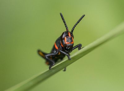 grasshopper on leaf