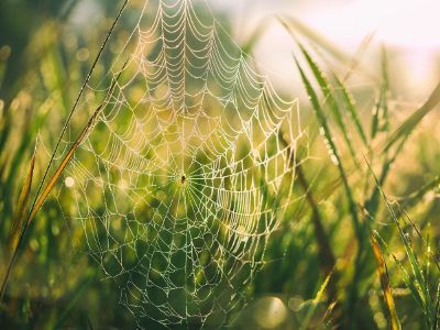 illuminated spider web