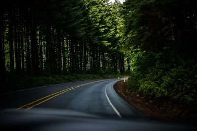 driving through dense forest