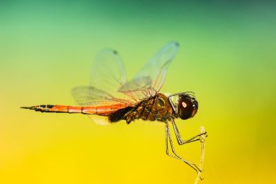 up close drgonfly