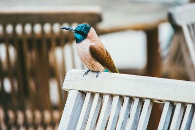 lone bird on a bench