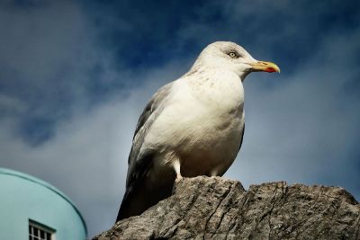 sitting bird