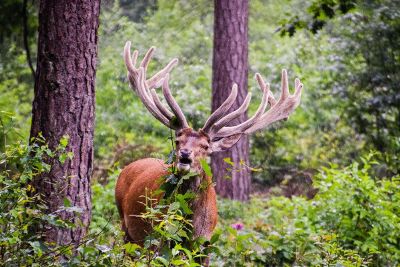 antlers in the forest