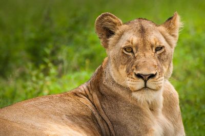 lioness laying in the green grass
