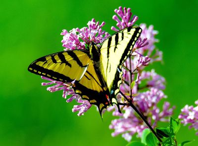 swallowtail butterfly on flower