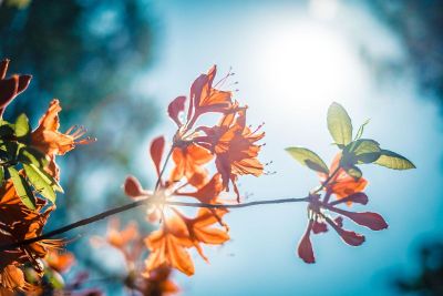 outdoor flowers