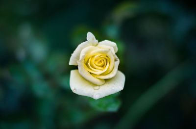 yellow rose bud with dew