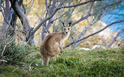 a kangaroo in nature