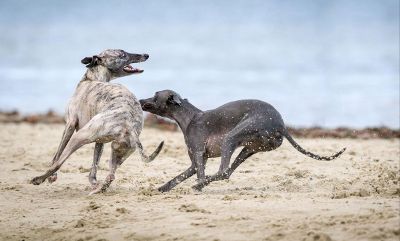 two dogs playing