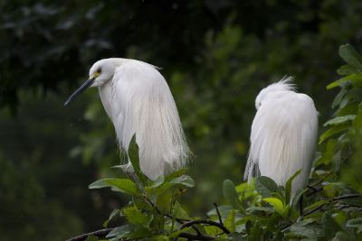 white birds