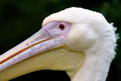 bird looking at the viewer