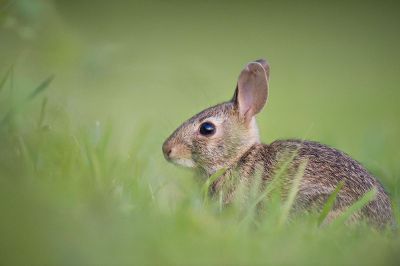 alert bunny