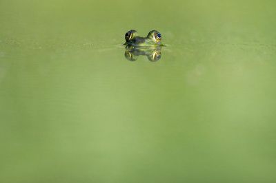 hind and seek frog