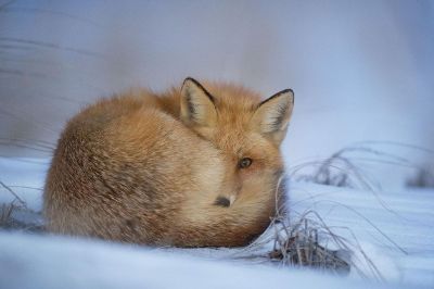 red fox laying in the snow