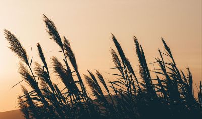 silhouette of plants in sunset