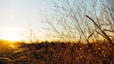 sunlight behind a field