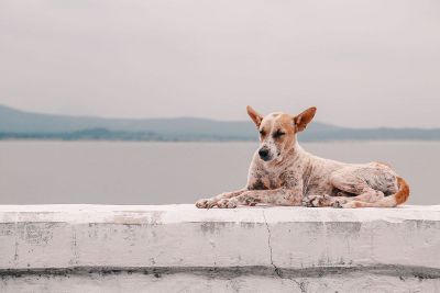dog on a ledge