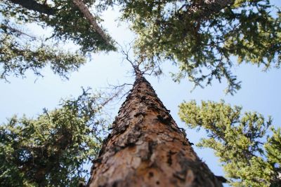 tall tree in the forest