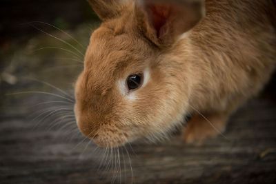 happy bunny